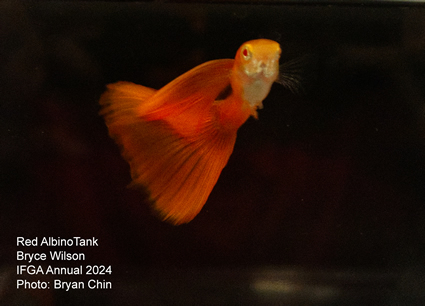 guppy red albino